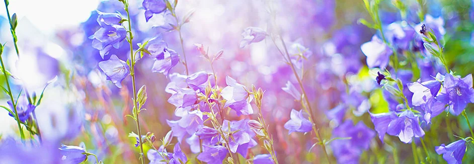 Lila Glockenblumen in voller Blüte